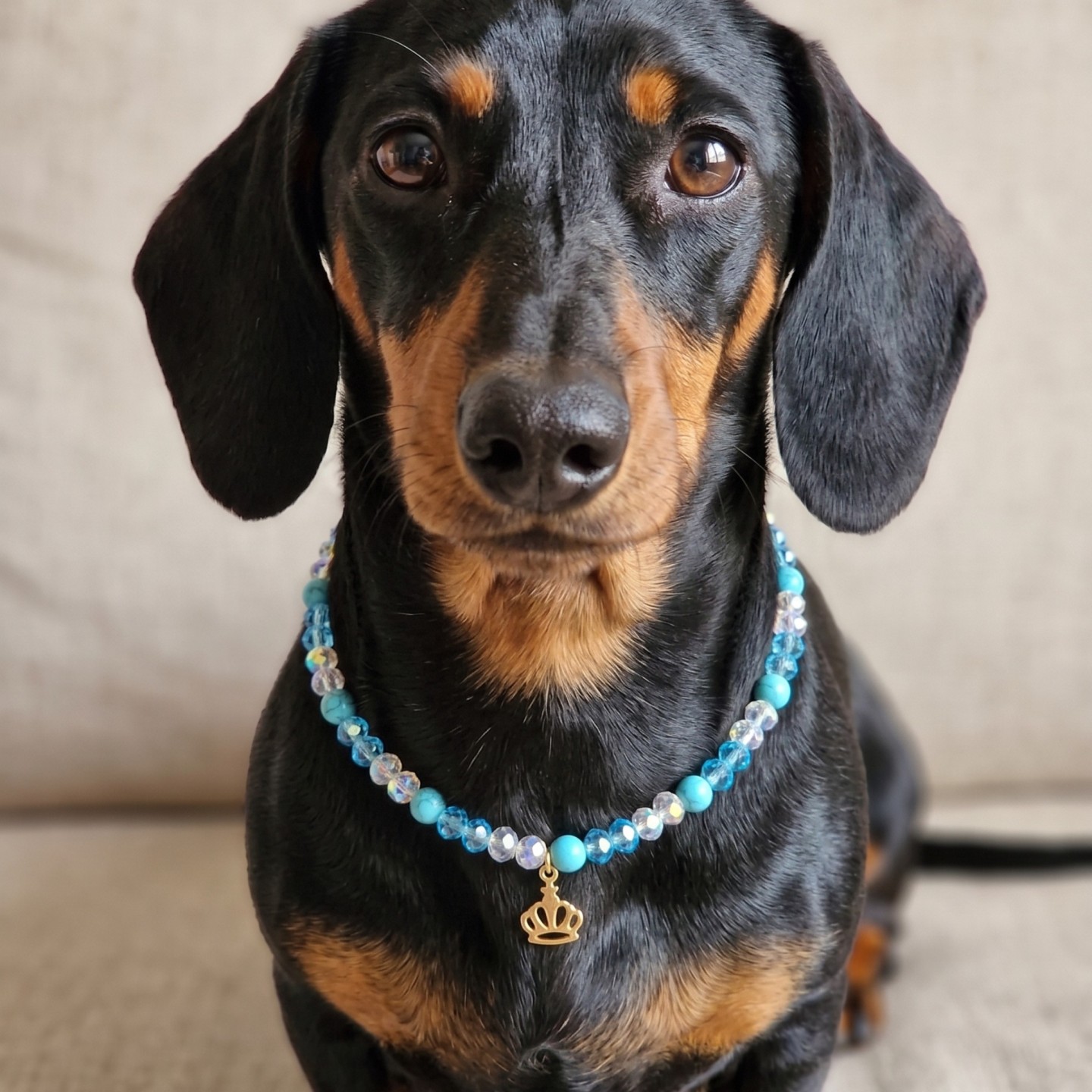 Royal Azure: Collana Luxury per Cani con Turchese e Corona | DocleZampa