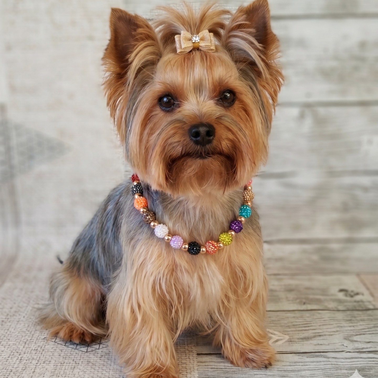 Collana per Cani con Perle e Brillantini Luxury | DocleZampa
