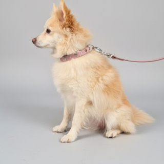 Set Collare Cristalli e Guinzaglio Pelle Cani | Dolce Zampa