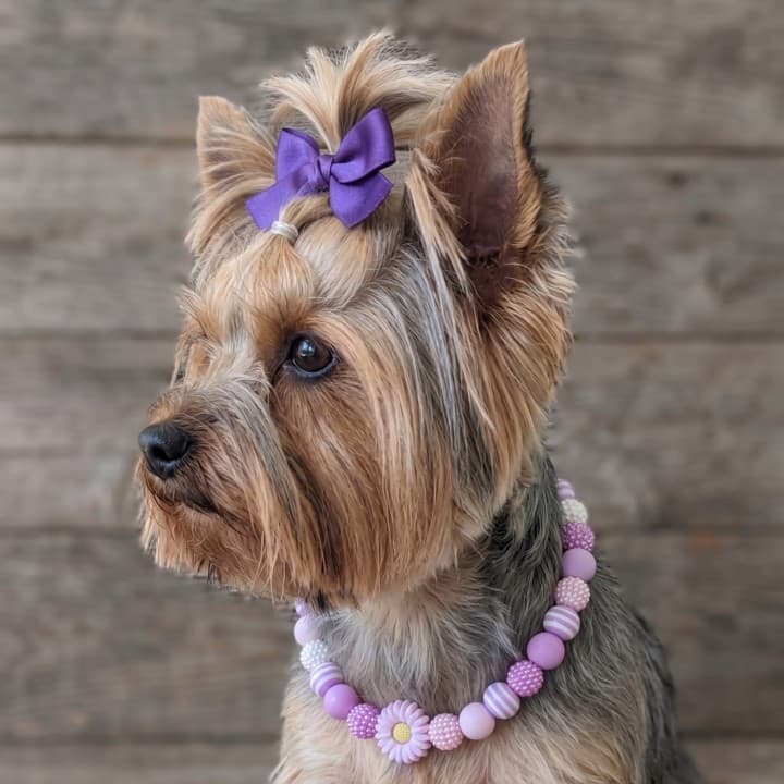 Collana per Cani in Morbido Silicone – Perle 10mm