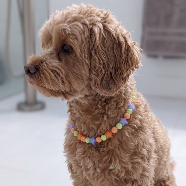 Collana Fashion per Cani in Materiale Tecnico