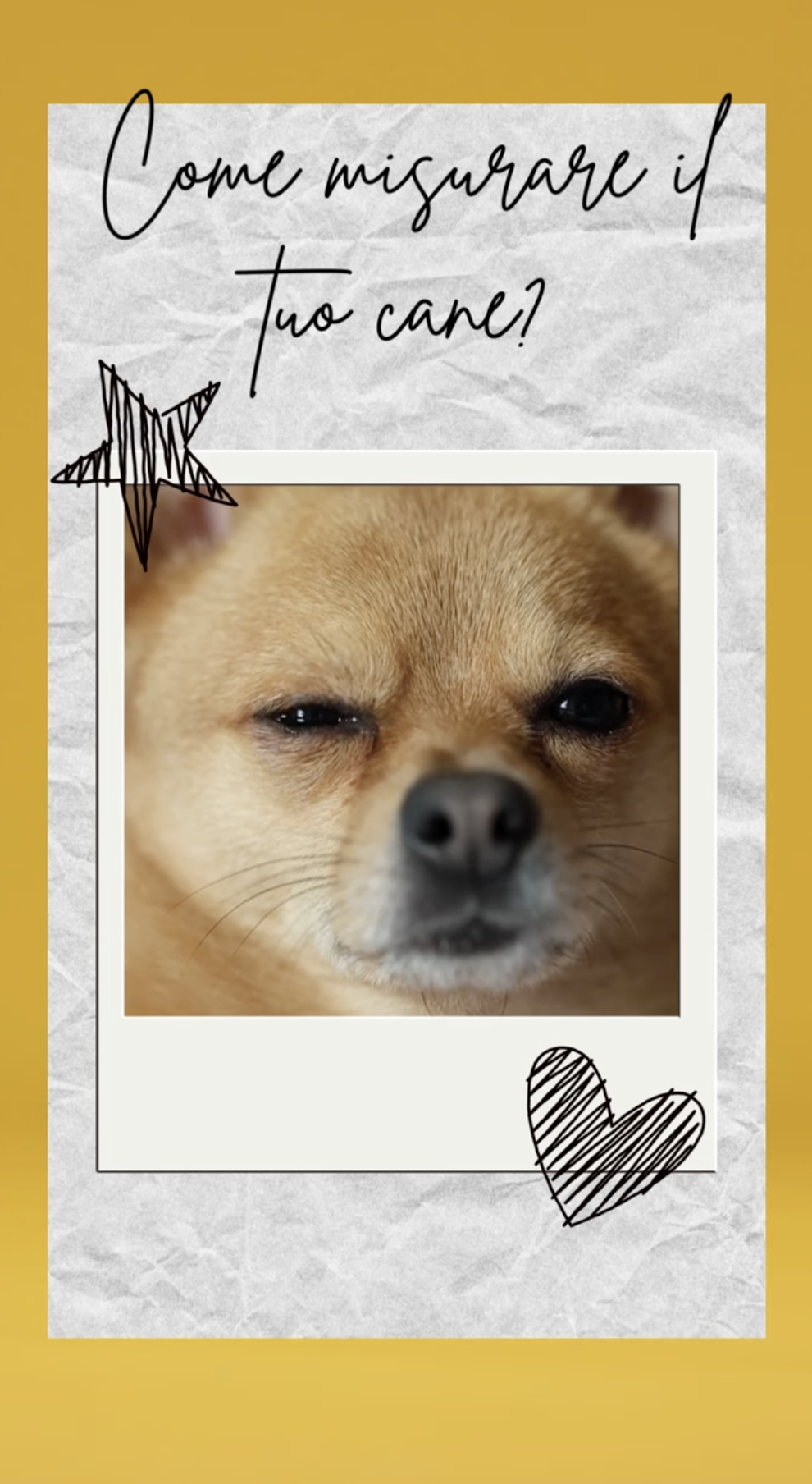 Come Prendere le Misure al Tuo Cane per Scegliere l’Abbigliamento e le Pettorine Perfette per Cani di Piccola Taglia